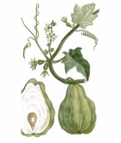 Sechium Chayote, Mirliton, Cho Ko, Cho-Cho, Vegetable Pear